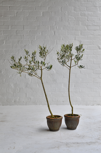 009A Mini Olive trees